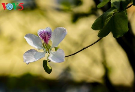 La fête des fleurs de bauhinie de Dien Bien - ảnh 2